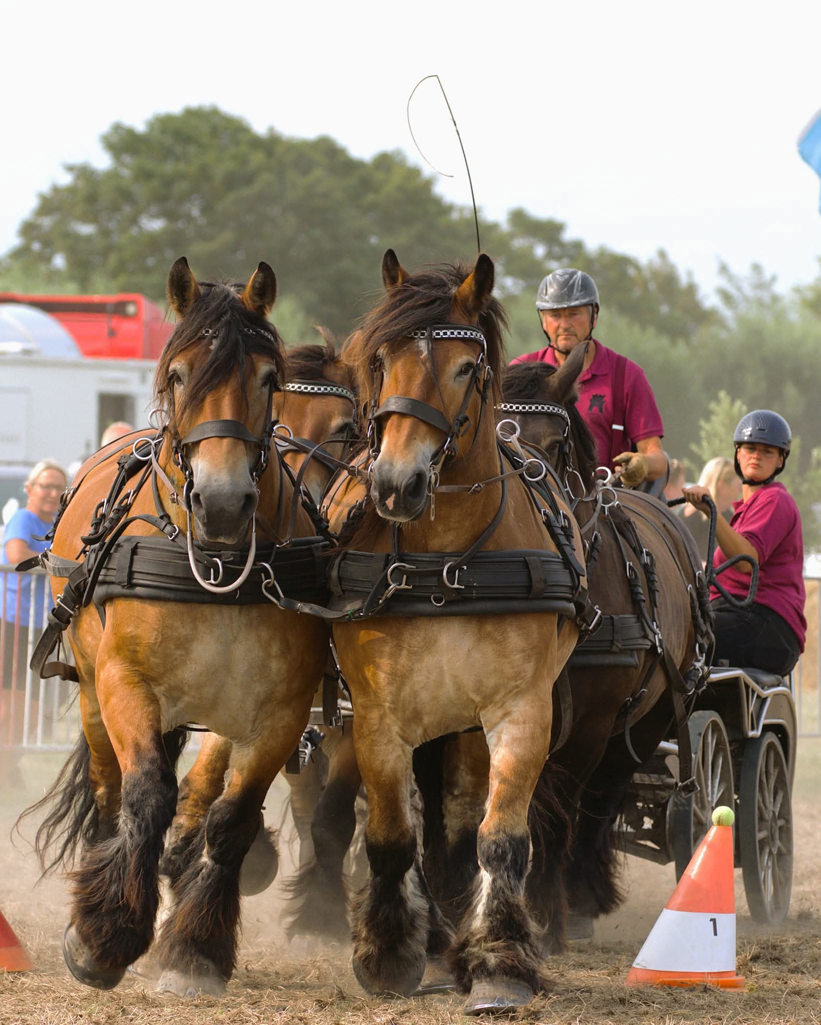 Chevaux trait attelage