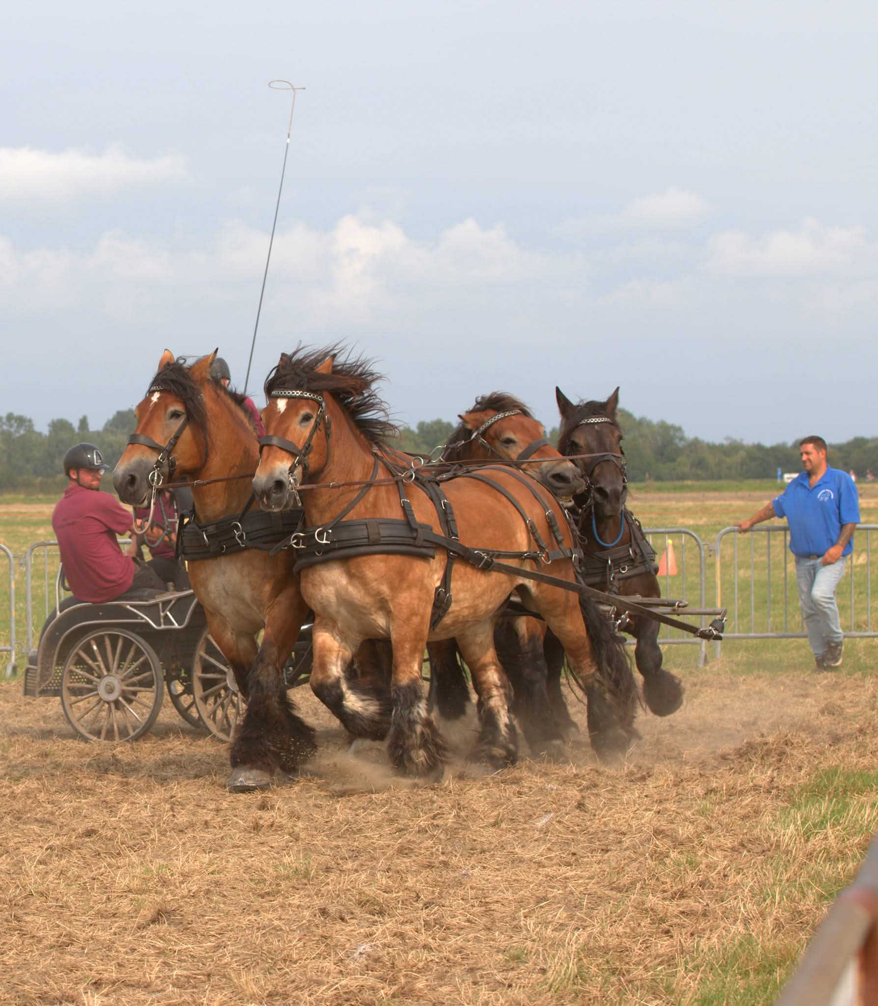 Chevaux galop poussière